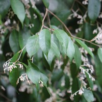 <i>Doona cordifolia</i> Thwaites